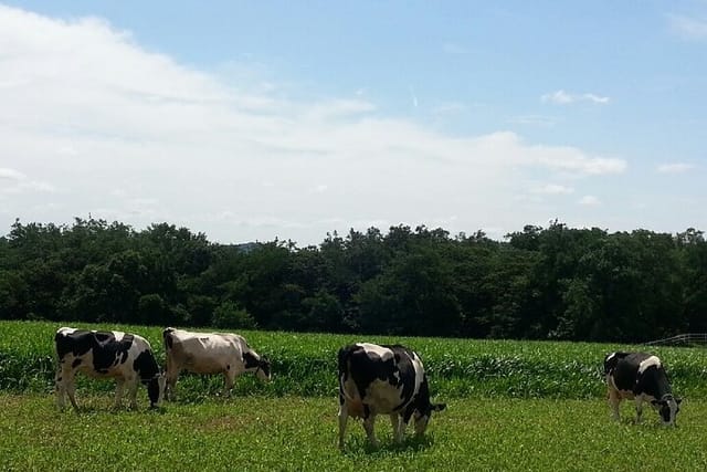 It has an idyllic landscape and beautiful architecture that is selected as the most beautiful ranch in Korea, so it is steadily loved by many people.